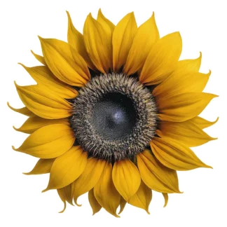 Sunflower Sticker